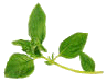 Osimum basilicum