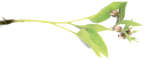 Symphytum officinale